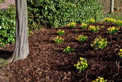 Mulch provides a polished and uniform appearance to landscaping, adding a finishing touch to your outdoor space.